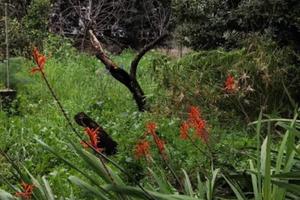 Terratetto unifamiliare