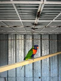 Pappagallo Lory Mollucano