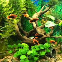 Pesci aqua dolce - Platty, Bleck Molly,Porta Spada