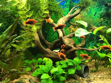 Pesci aqua dolce - Platty, Bleck Molly,Porta Spada