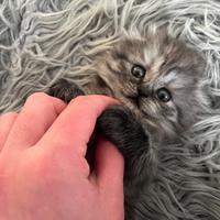 Scottish British/fold