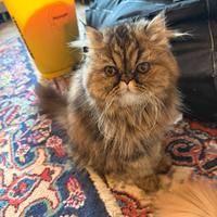 Gattina persiana tabby macchiata