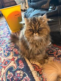 Gattina persiana tabby macchiata