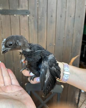 Ayam Cemani