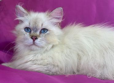 Gatto British Longhair Seal Golden Shaded Point