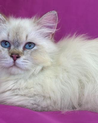 Gatto British Longhair Seal Golden Shaded Point