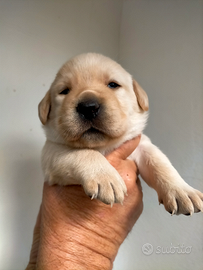 Cuccioli di labrador retriever