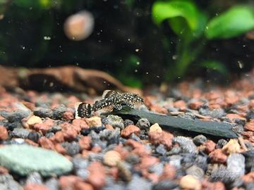 Ancistrus