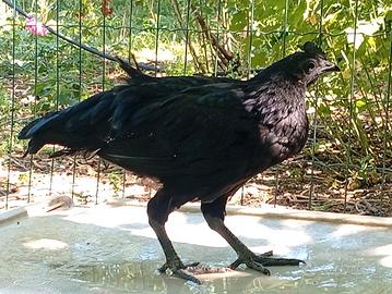 Cemani giovani