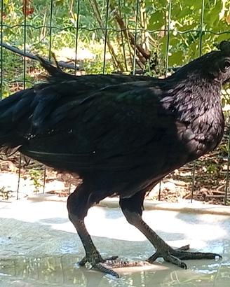 Cemani giovani