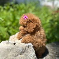 Maschietto anche a rate senza busta paga