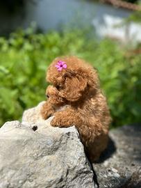 Maschietto anche a rate senza busta paga