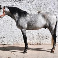 Cavallo lusitano