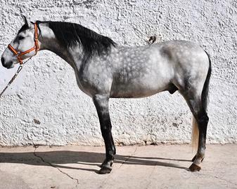 Cavallo lusitano