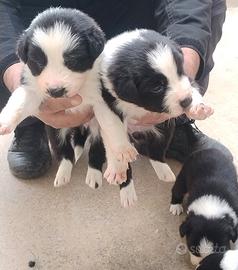 Regala un cucciolo per Natale