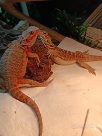 Drago barbuto