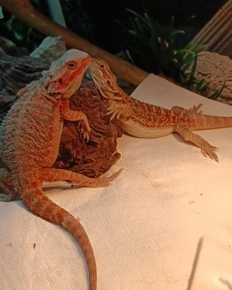 Drago barbuto