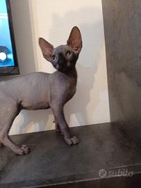 Sphynx
