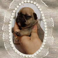 Bouldogue francese pedigree Enci