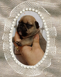 Bouldogue francese pedigree Enci