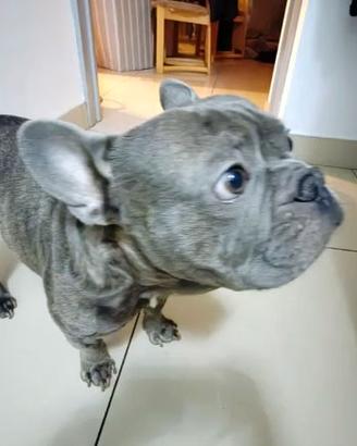 Cuccioli bulldog francesi blu M e F