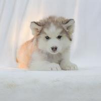 Cuccioli maschi e femmine di Siberian Husky,