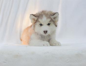 Cuccioli maschi e femmine di Siberian Husky,