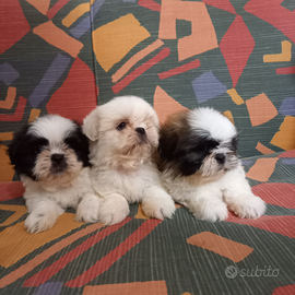 Cuccioli di Shitzu