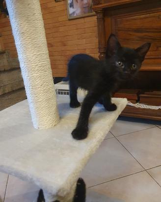 Cuccioli di gatto