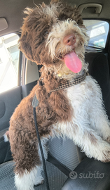 Lagotto Romagnolo