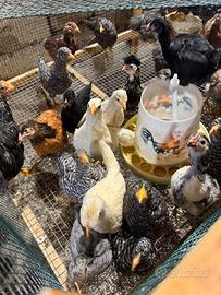 Pulcini ,galline ,galli