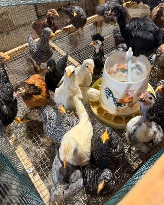 Pulcini ,galline ,galli