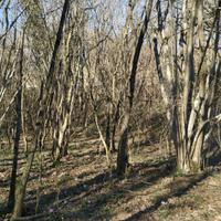 BOSCO A SAN FLORIANO DEL COLLIO