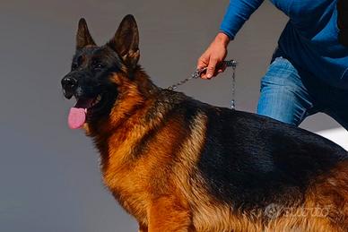 Pastore Tedesco pedigree