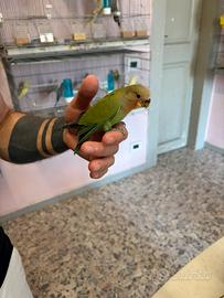 Inseparabile allevato a mano