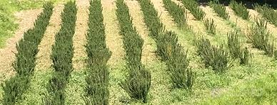Piante rosmarino officinalis