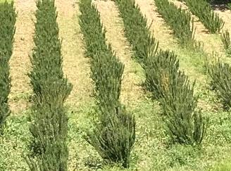 Piante rosmarino officinalis