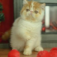 Exotic shorthair