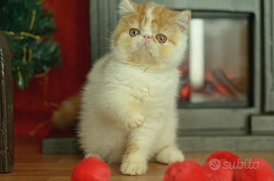 Exotic shorthair