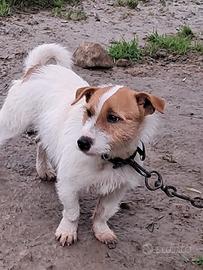 Jack Russell