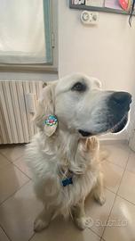 Golden Retriver Maschio Monta