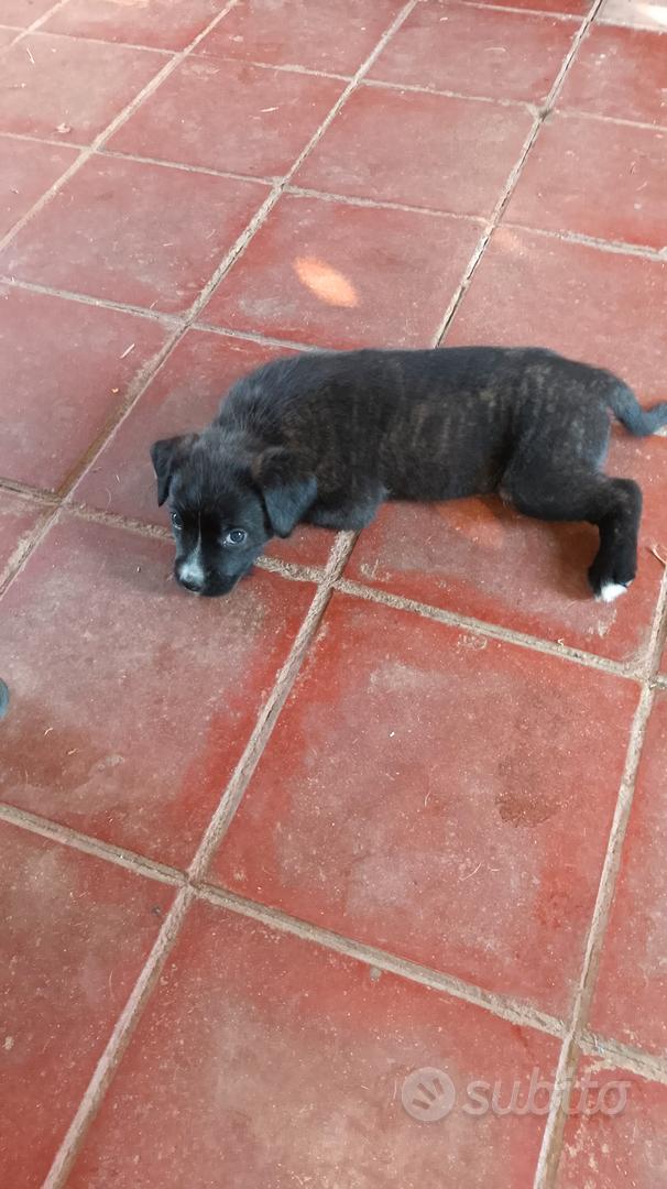 super teneroni - Animali In regalo a Sassari