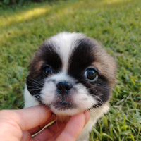 Shihtzu maschi e femmine