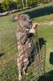 Amstaff
