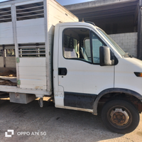 Iveco Daily trasporto animali vivi