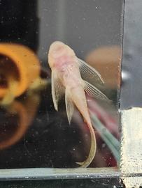 ancistrus gold pinne a velo
