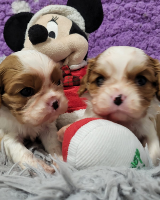 Cavalier king charles spaniel