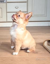 Chihuahua maschi con pedigree