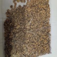 30 semi di datura bianca pianta giardino