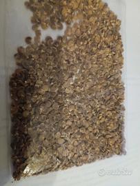 30 semi di datura bianca pianta giardino